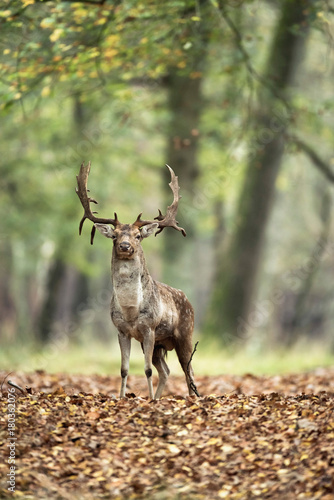 Fallow deer buck in forest in fall season.