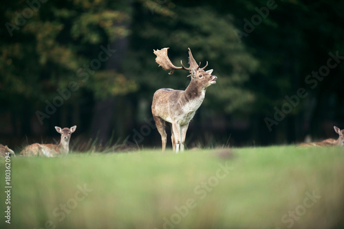 Bellowing fallow deer buck in meadow near forest.