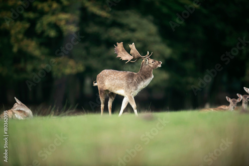 Fototapeta Naklejka Na Ścianę i Meble -  Bellowing fallow deer buck in meadow near forest.