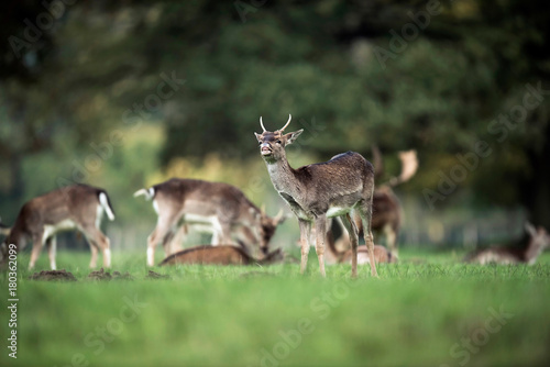 Young fallow deer buck bellowing in rutting season.