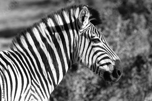 Zebra im Addo Elephant National Park, Südafrika