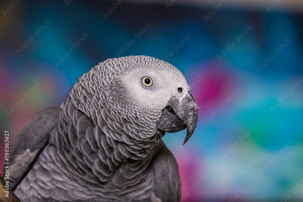 Fototapeta premium African Grey Parrot against wall with graffitti