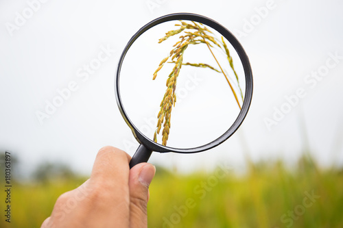hand with magnifying glass screen rice seed with sunflare on green rice field, countryside, Thailand