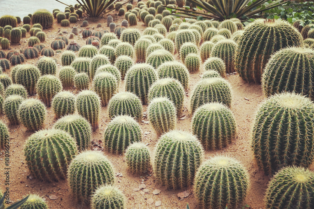 cactus cactus