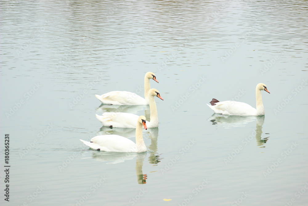 Swans on the lake