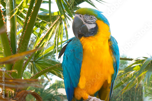 parrot ara sits on a branch