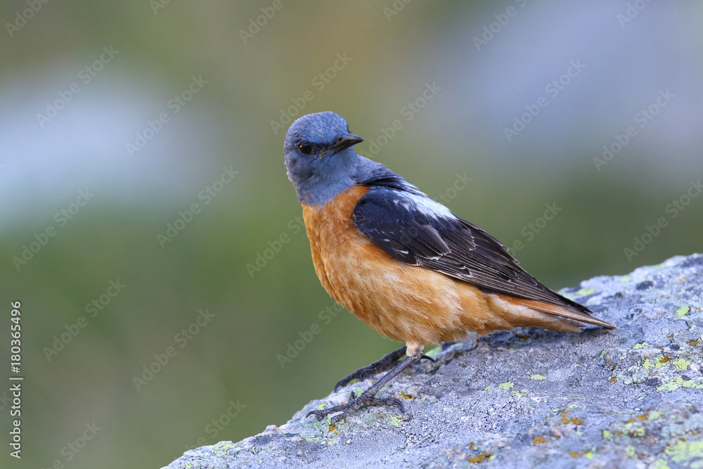 common rock thrush common rock thrush