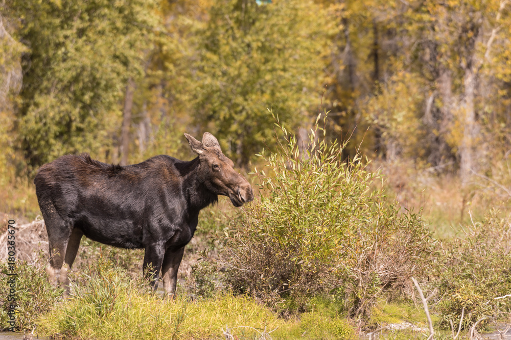 Cow Moose in Wyoming in Fall Cow Moose in Wyoming in Fall