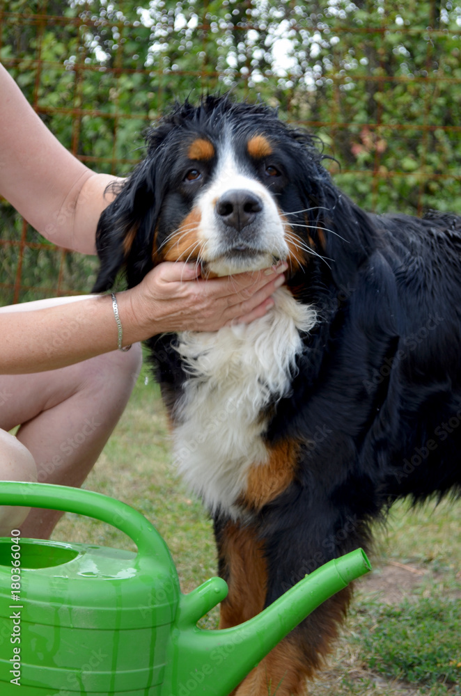 Bernese Mountain Dog Bernese Mountain Dog