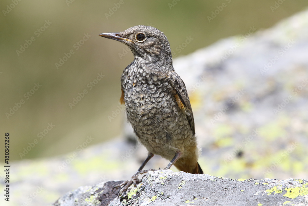  common rock thrush