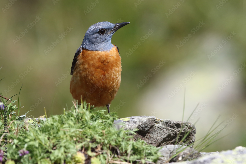 common rock thrush common rock thrush