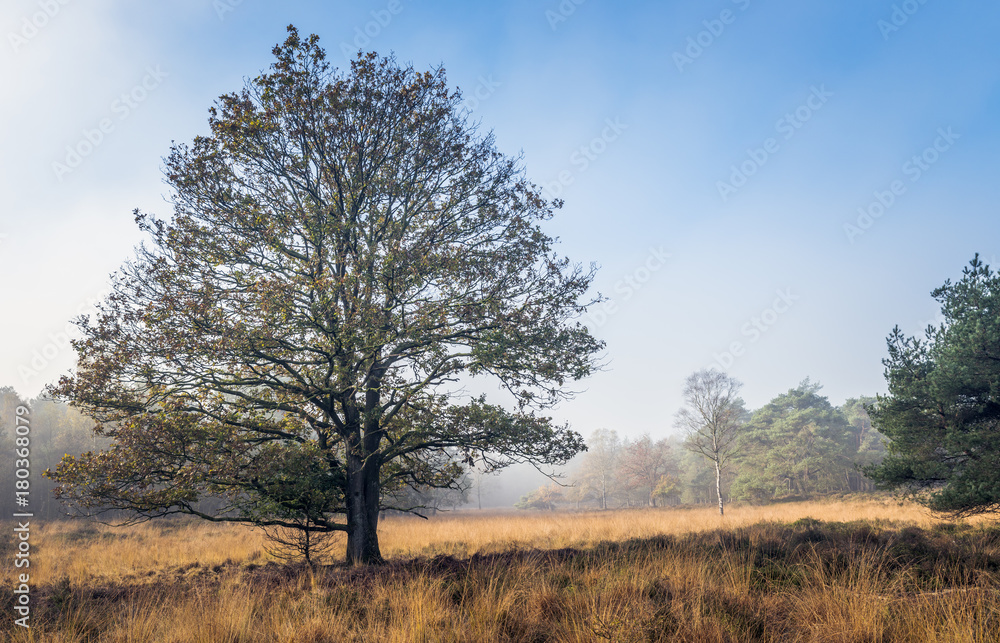 single tree in autumn landscape