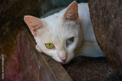 CAT, EYES, WHITE, PET, KITTEN