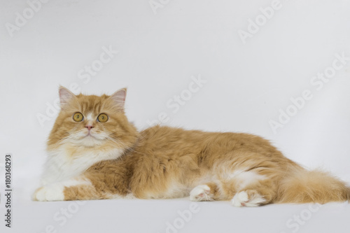 The Persian cat (Persian: گربه ایرانی Gorbe Irâni) is a long-haired breed of cat characterized by its round face and short muzzle. It is also known as the Persian Longhair.