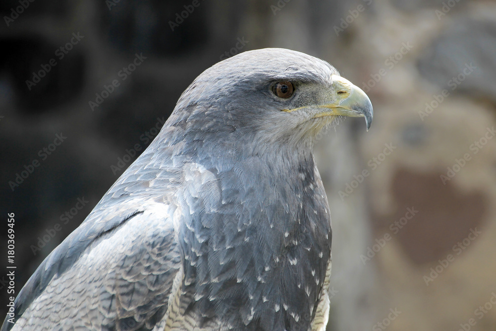 Black-chested buzzard-eagle, geranoaetus melanoleucus, near Otavalo, Ecuador, South America