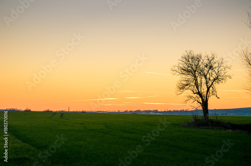 Sunset over a green spring field.