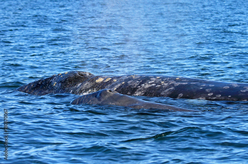 Mother Gray whale with calf, Eschrichtius Robustus, in the San Ignacio Lagoon, Baja California, Mexico, North America © reisegraf
