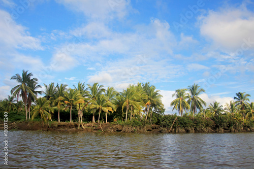 Coconut palm trees  Cayapas River  Esmeraldas province  Ecuador South America