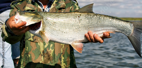 Bild auf Leinwand Asp fish - Aspius Aspius