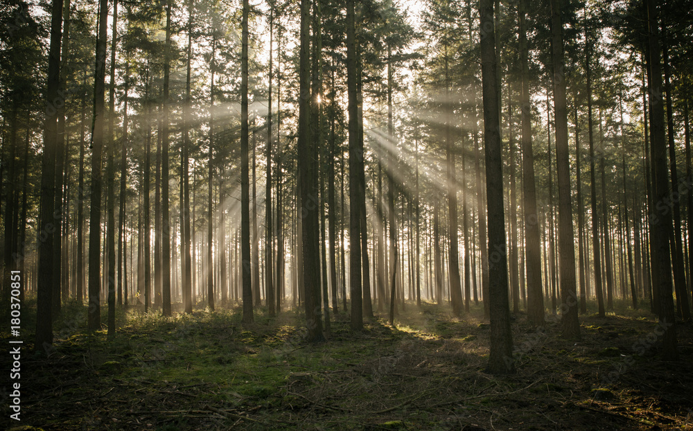 sunbeam in forest in holland