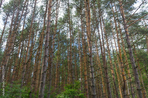 pine grove