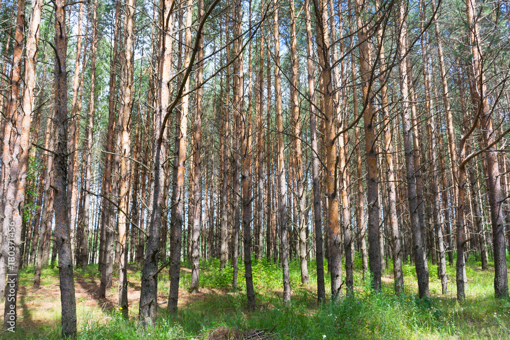 Obraz premium pine grove