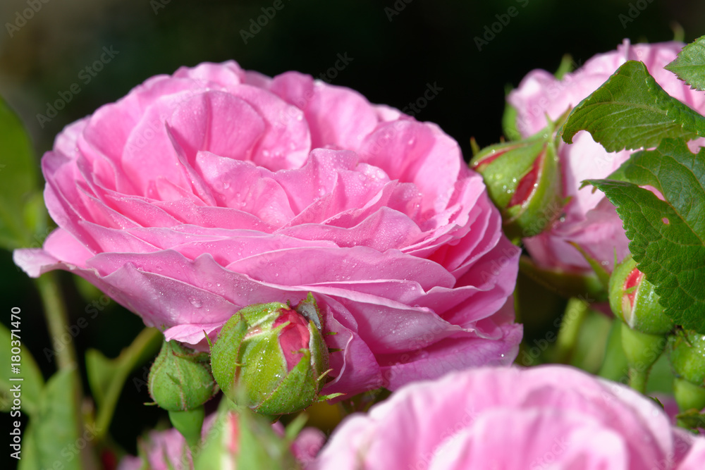 The name of the rose is 'Louise Odier' 