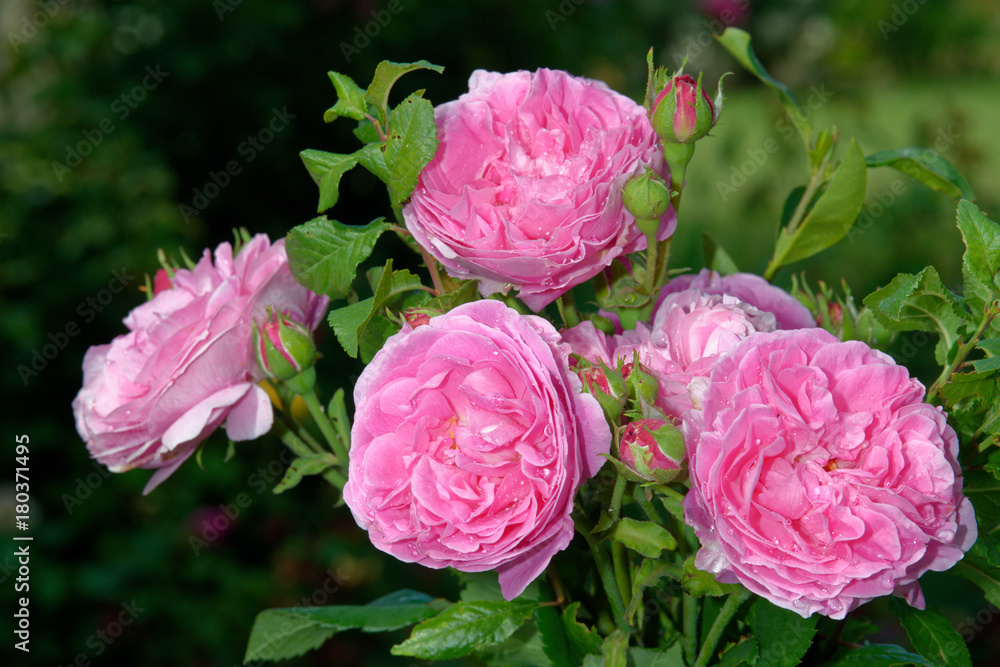 A bouquet of roses. The name of the rose is 'Louise Odier' A bouquet of roses. The name of the rose is 'Louise Odier'