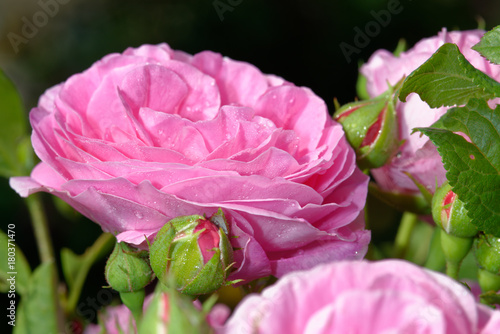 The name of the rose is 'Louise Odier' 