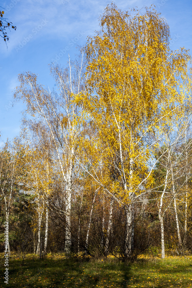 Fototapeta premium Autumn