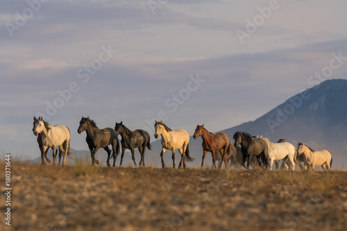 Photo Herd of Wild Horses in the Utah Desert