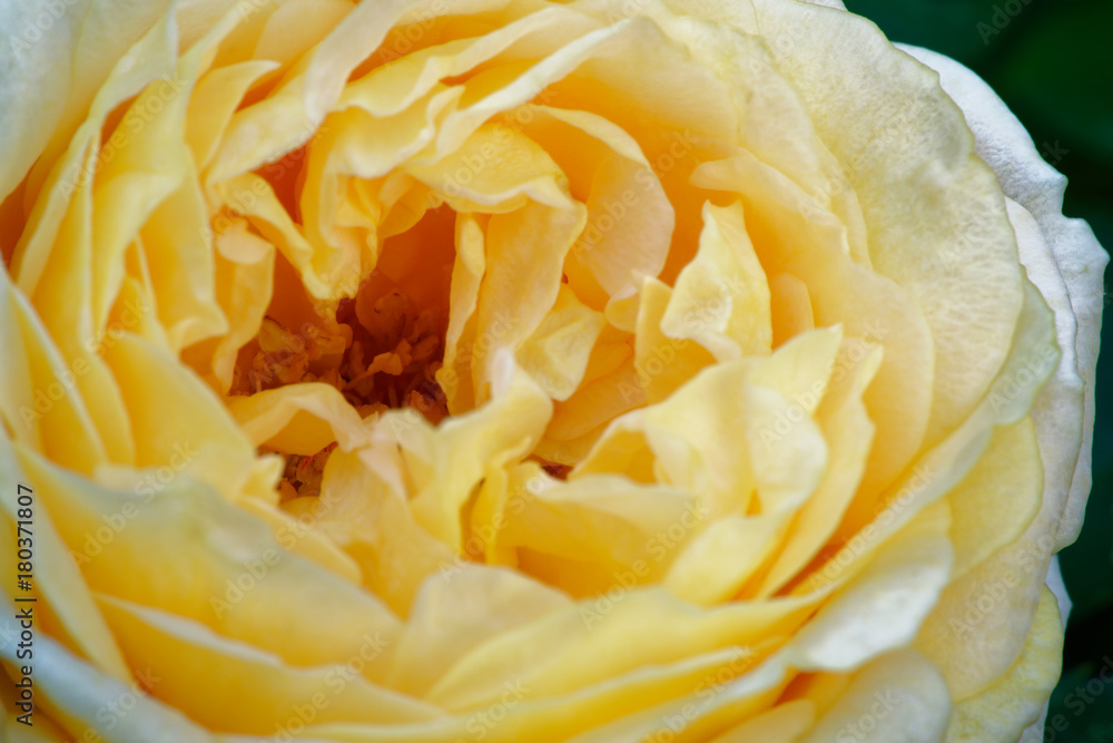 'Dany Hahn' is a rose with white, pink center. It's moderate apricot or peach and has about 50 to 60 petals. It flowers in clusters in a spring or summer flush with scattered later bloom. 'Dany Hahn' is a rose with white, pink center. It's moderate apricot or peach and has about 50 to 60 petals. It flowers in clusters in a spring or summer flush with scattered later bloom.