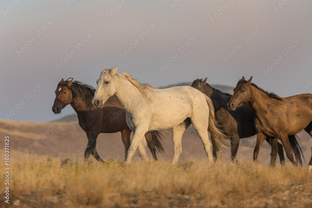Obraz premium Herd of Wild Horses in the Utah Desert