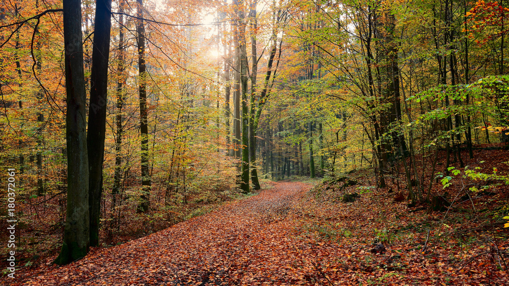 Naklejka premium jesień w rezerwacie buków