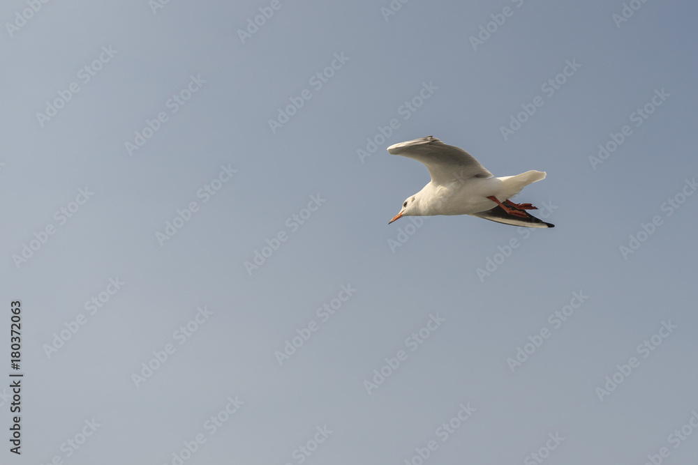 Seagull. seagulls flying in the back of the ships at sea. Seagull. seagulls flying in the back of the ships at sea.