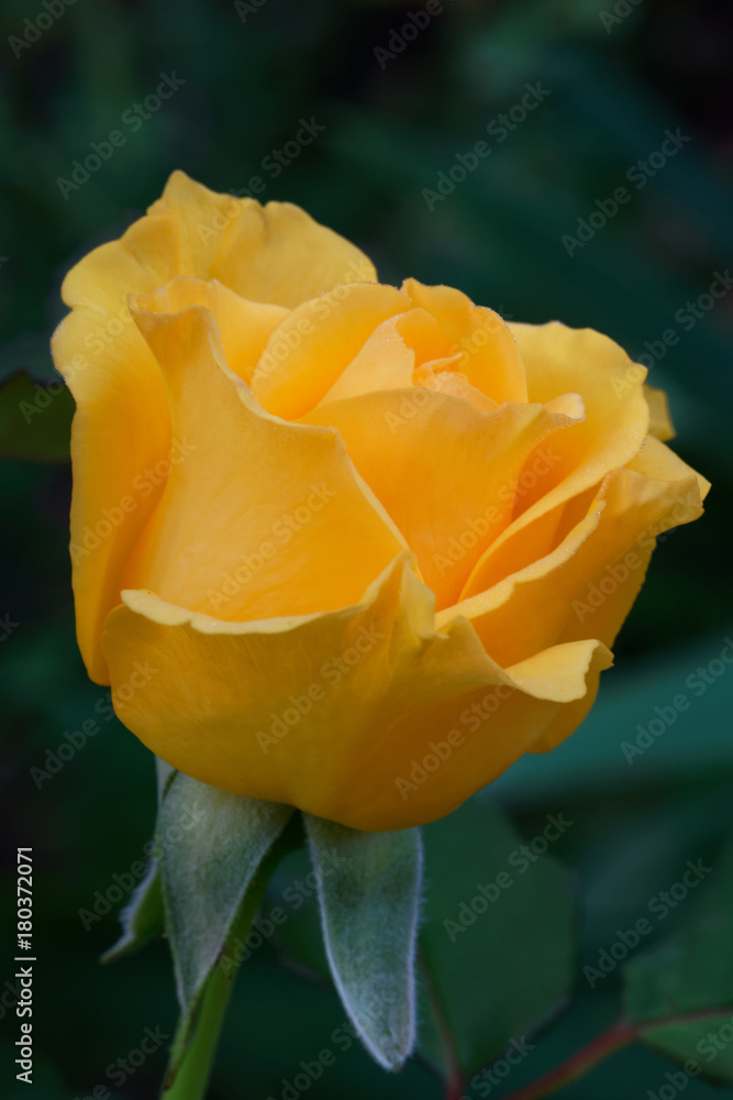 Anika is a golden-yellow hybrid tea rose with a double, borne mostly solitary, high-centered bloom form. It blooms thoughout the season. Bred by Haschke (Germany, 1987) Anika is a golden-yellow hybrid tea rose with a double, borne mostly solitary, high-centered bloom form. It blooms thoughout the season. Bred by Haschke (Germany, 1987)