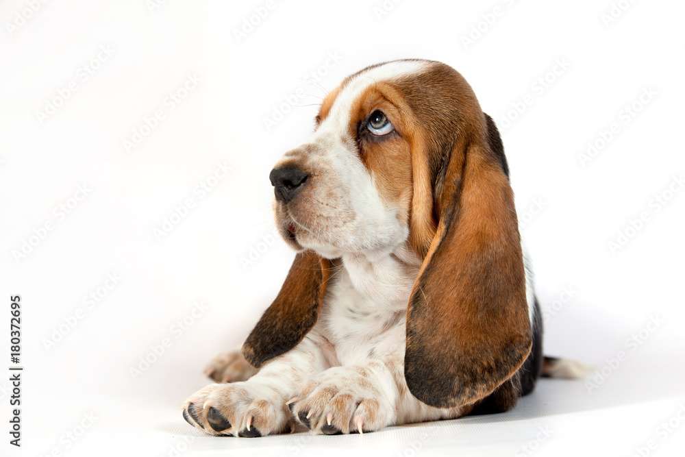 Basset hound puppy on a white background
