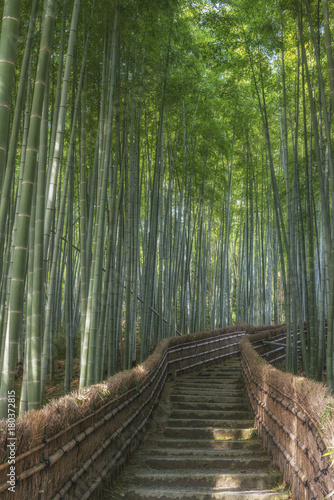 Path through the bamboo forest in Arashiyama, Kyoto, Japan