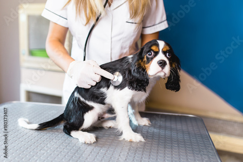 Valokuva Cavalier King Charles Spaniel puppy at veterinary.