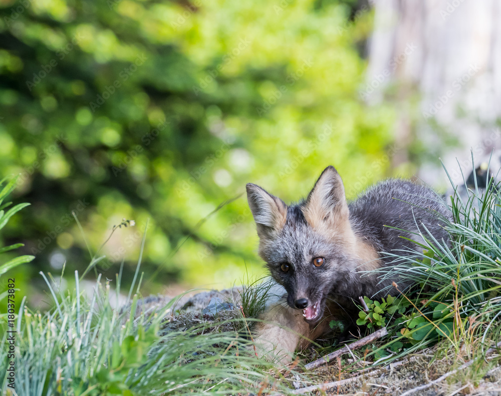 Fototapeta premium Young Cascade Red Fox Playing