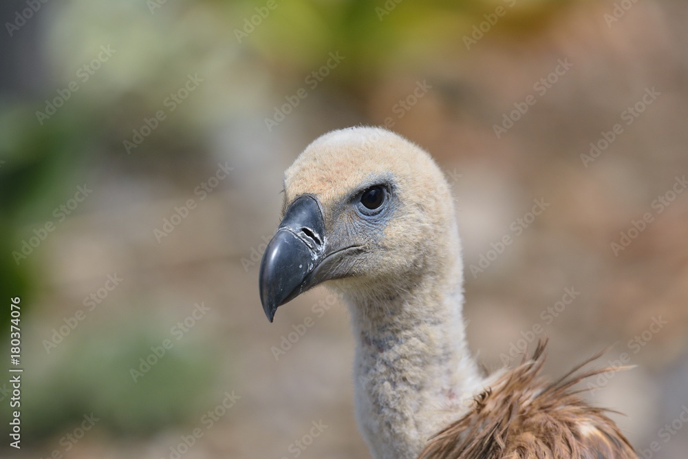 Griffon Vulture (Gyps fulvus), Crete Griffon Vulture (Gyps fulvus), Crete