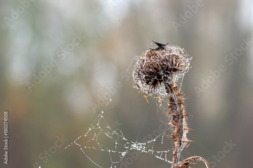 Distel im Herbst mit Spinnweben und Tau photo