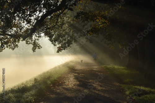 Mystery road, misty landscape, morning autumn park with sun rays © wektorygrafika