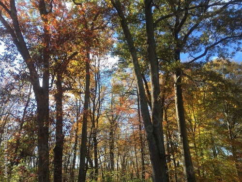 colorful forest during fall foliage