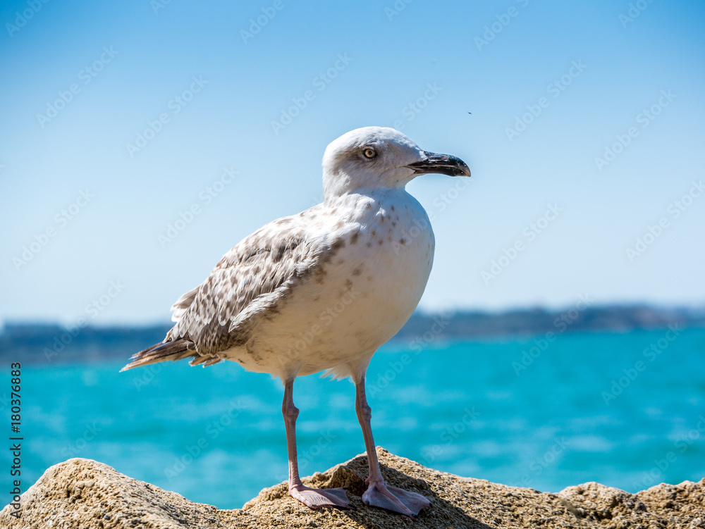 Seagull sitting on a rock and watching the sea. Seagull sitting on a rock and watching the sea.