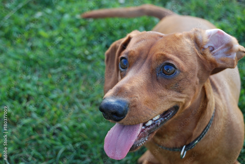 Brown daschund in garden on green grass Brown daschund in garden on green grass