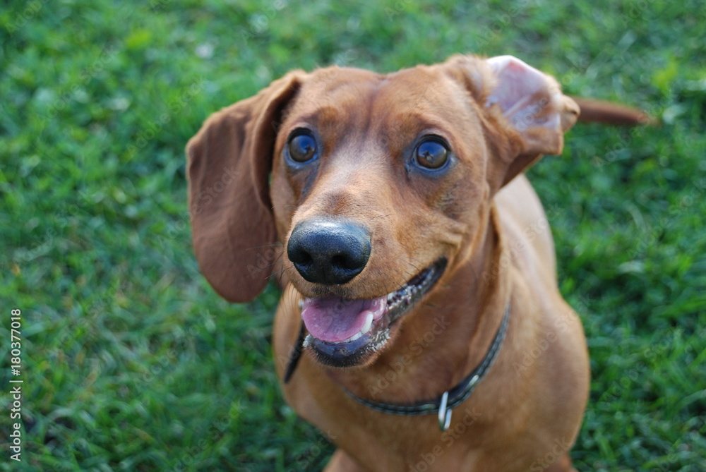 Brown daschund in garden on green grass Brown daschund in garden on green grass