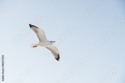 Seagull flight in a bright blue sky