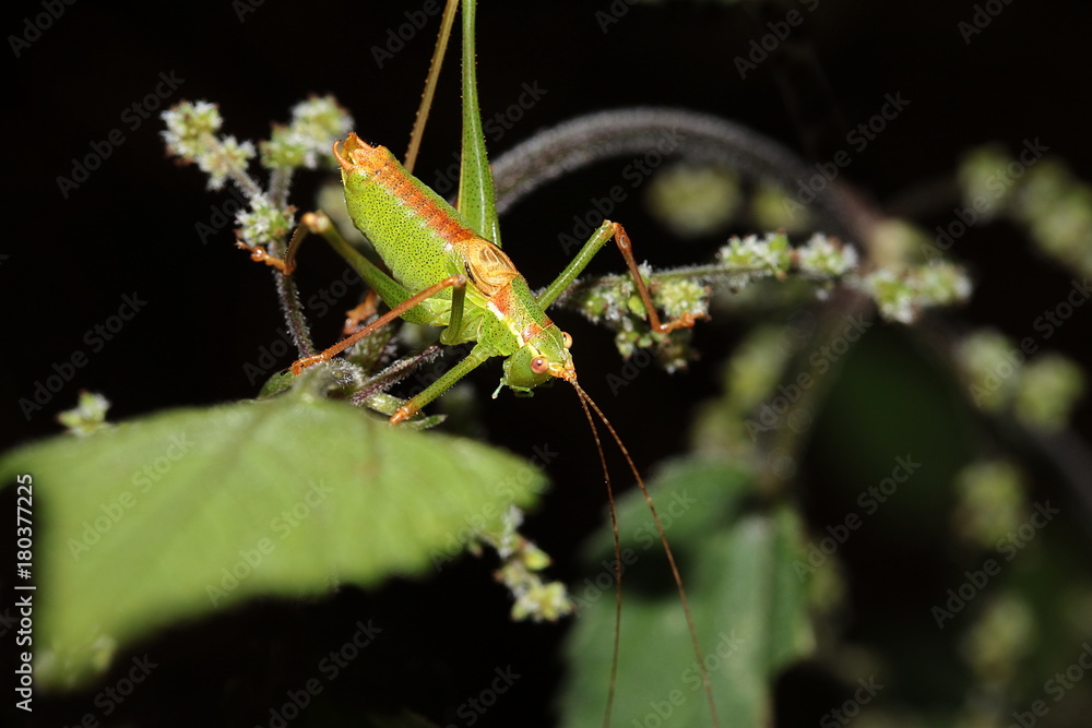 Larve einer Laubheuschrecke, Großes Heupferd, Tettigonia viridissima Larve einer Laubheuschrecke, Großes Heupferd, Tettigonia viridissima