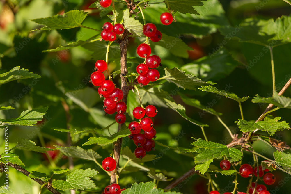 Fototapeta premium Red currant on the branch 
